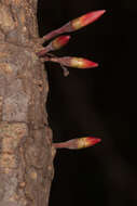 Image of Ixora margaretae (N. Hallé) Mouly & B. Bremer