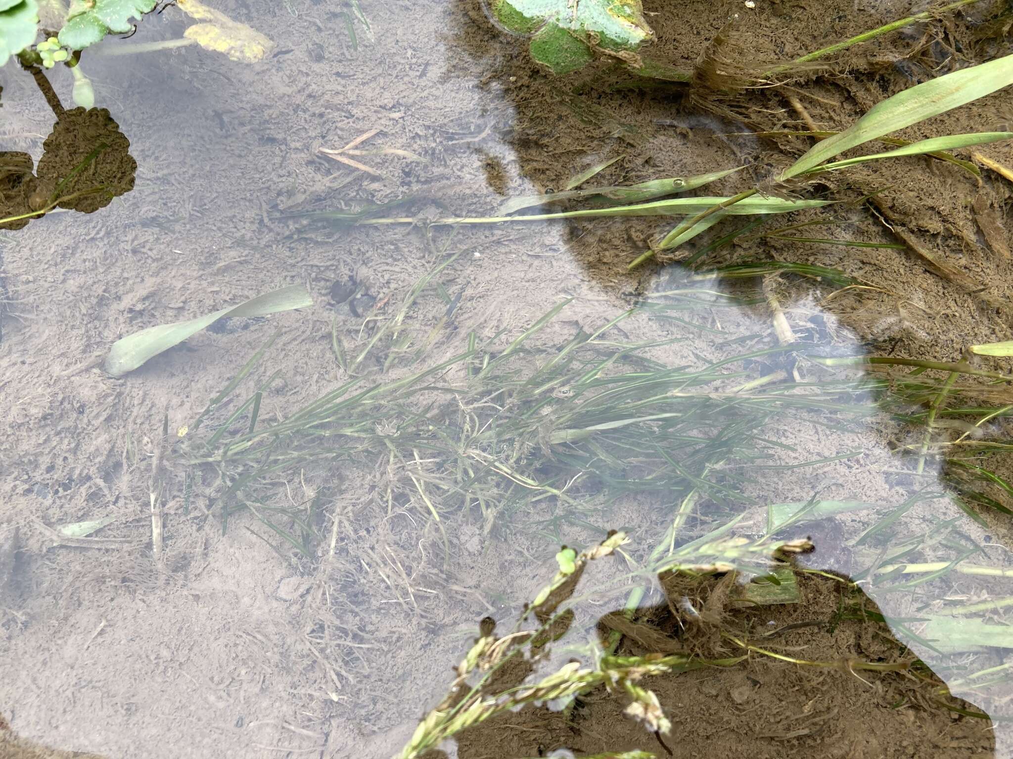 Image of leafy pondweed