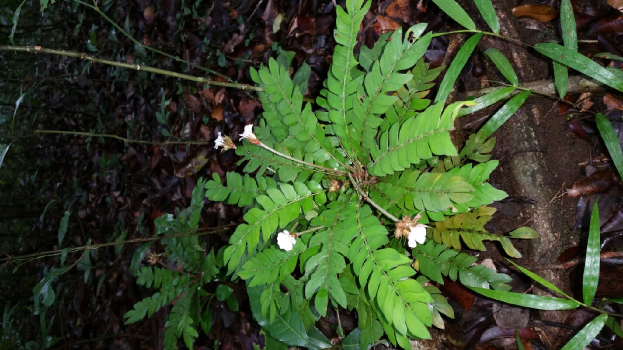 Sivun Biophytum albizzioides (O. Hoffm.) Guillaumin kuva