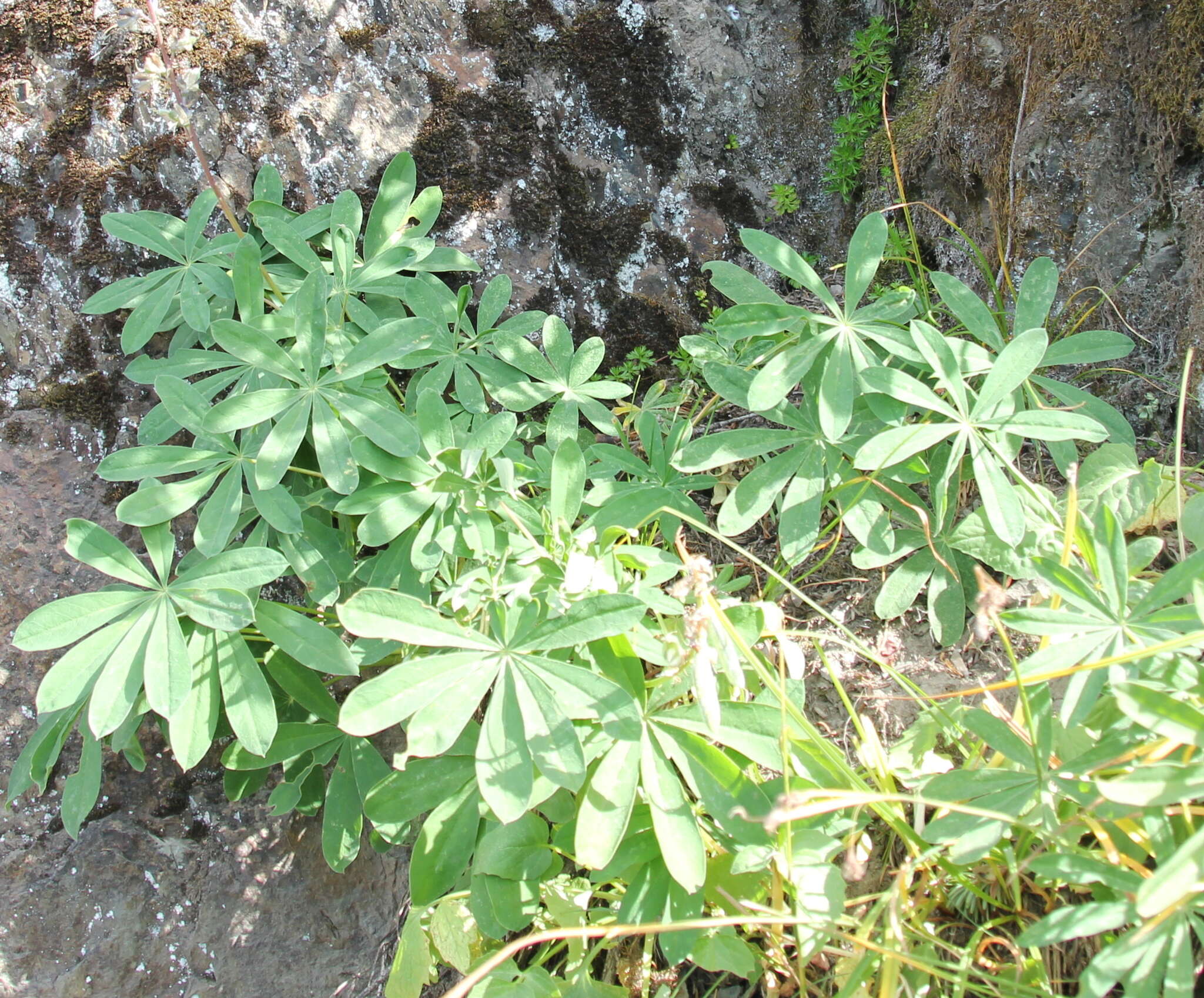 Image of broadleaf lupine