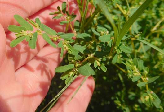 Image of ribseed sandmat