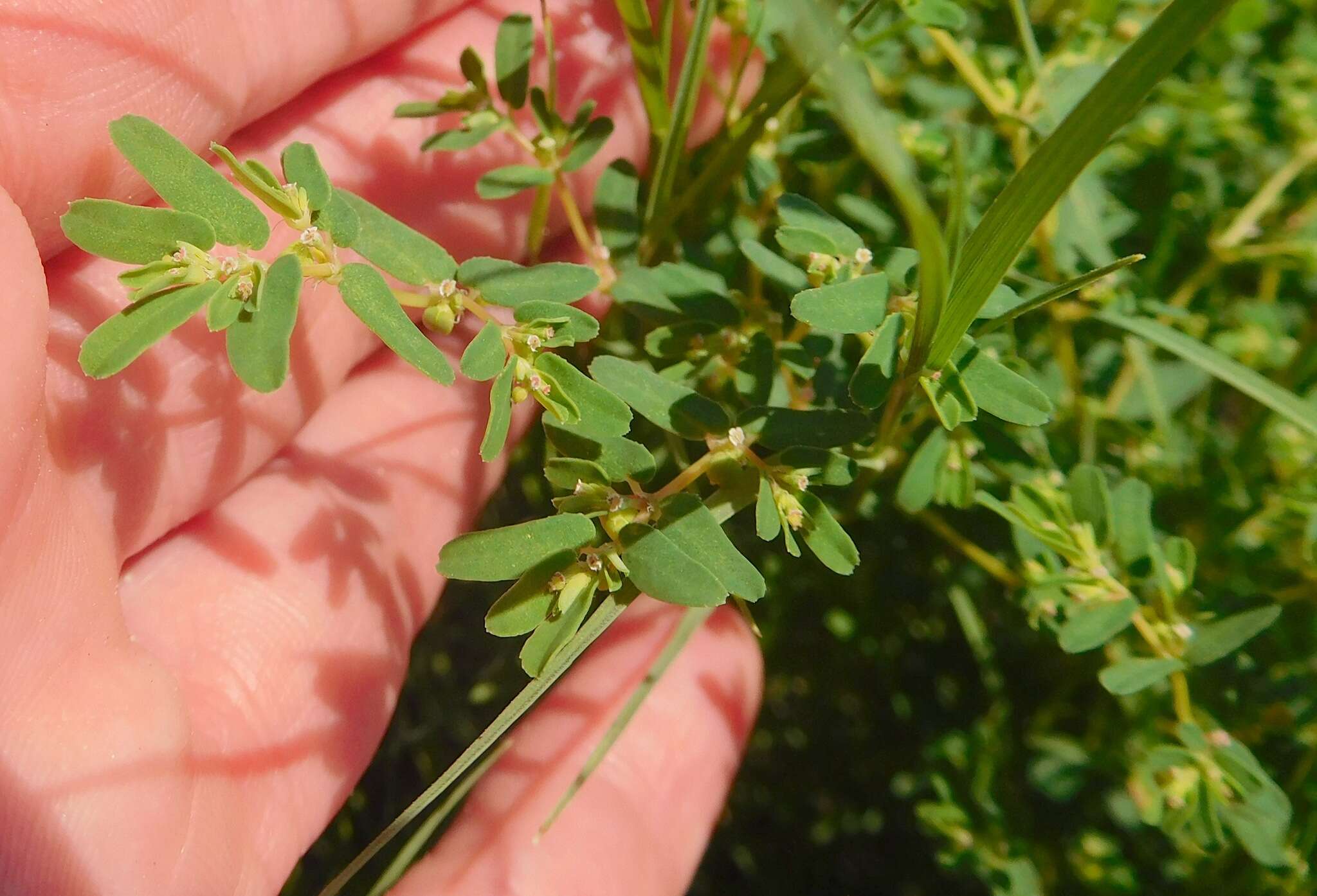 Image of ribseed sandmat