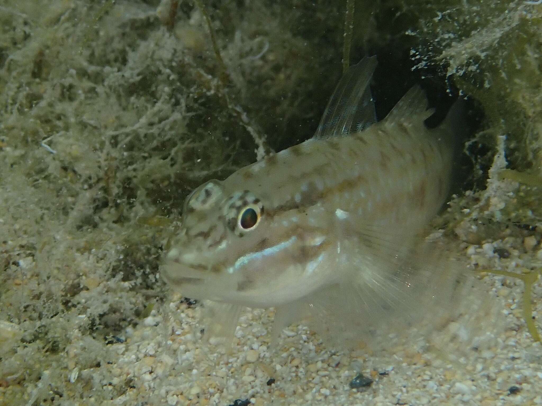 Image of Bridled Goby