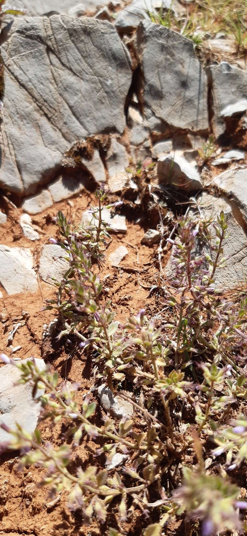 Plancia ëd Hedeoma costata Hemsl.