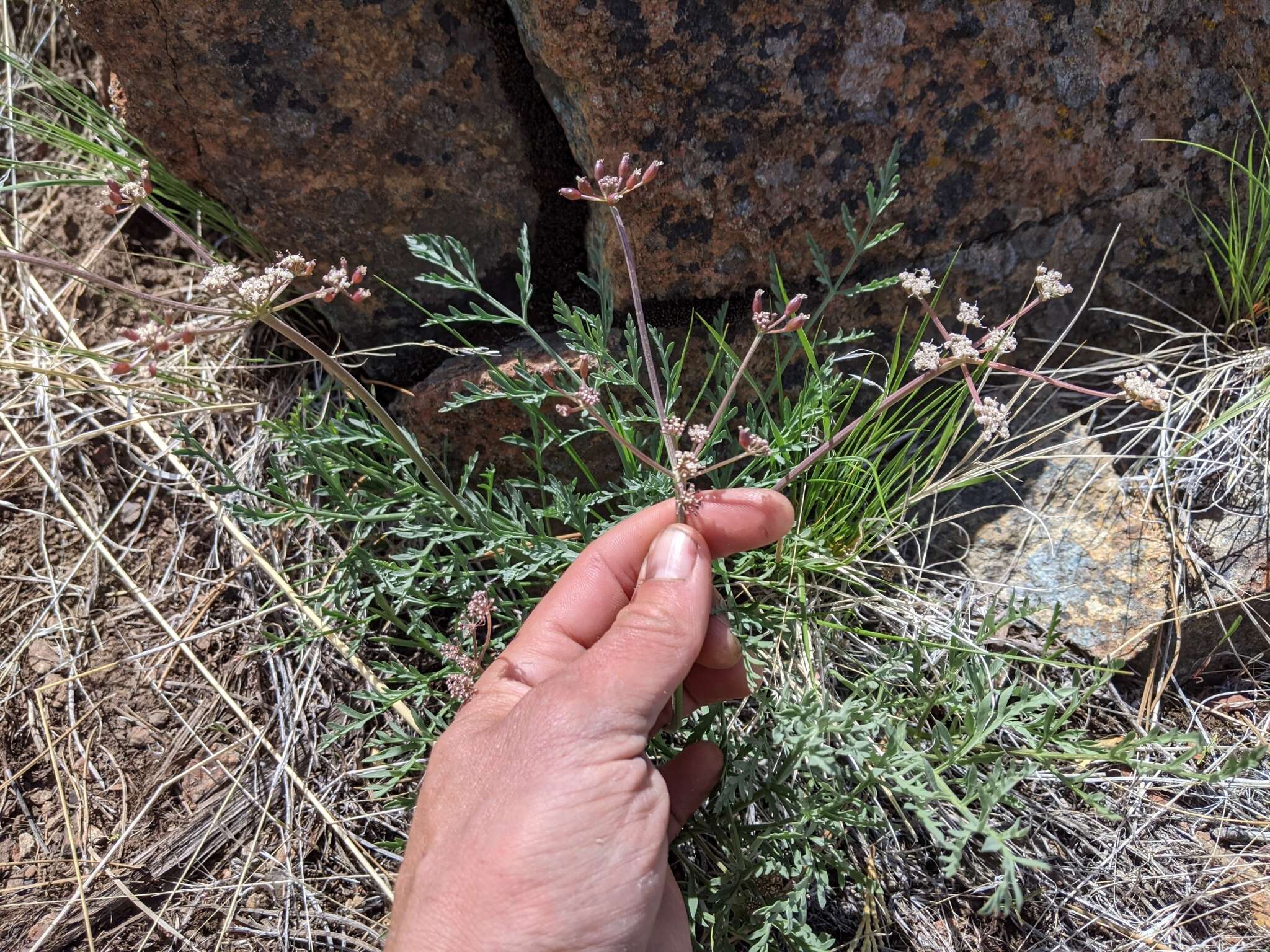 Image of Engelmann's desertparsley