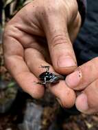 Image of Lovely Poison Frog