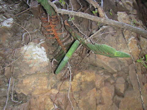 Image of Gasteria rawlinsonii Oberm.