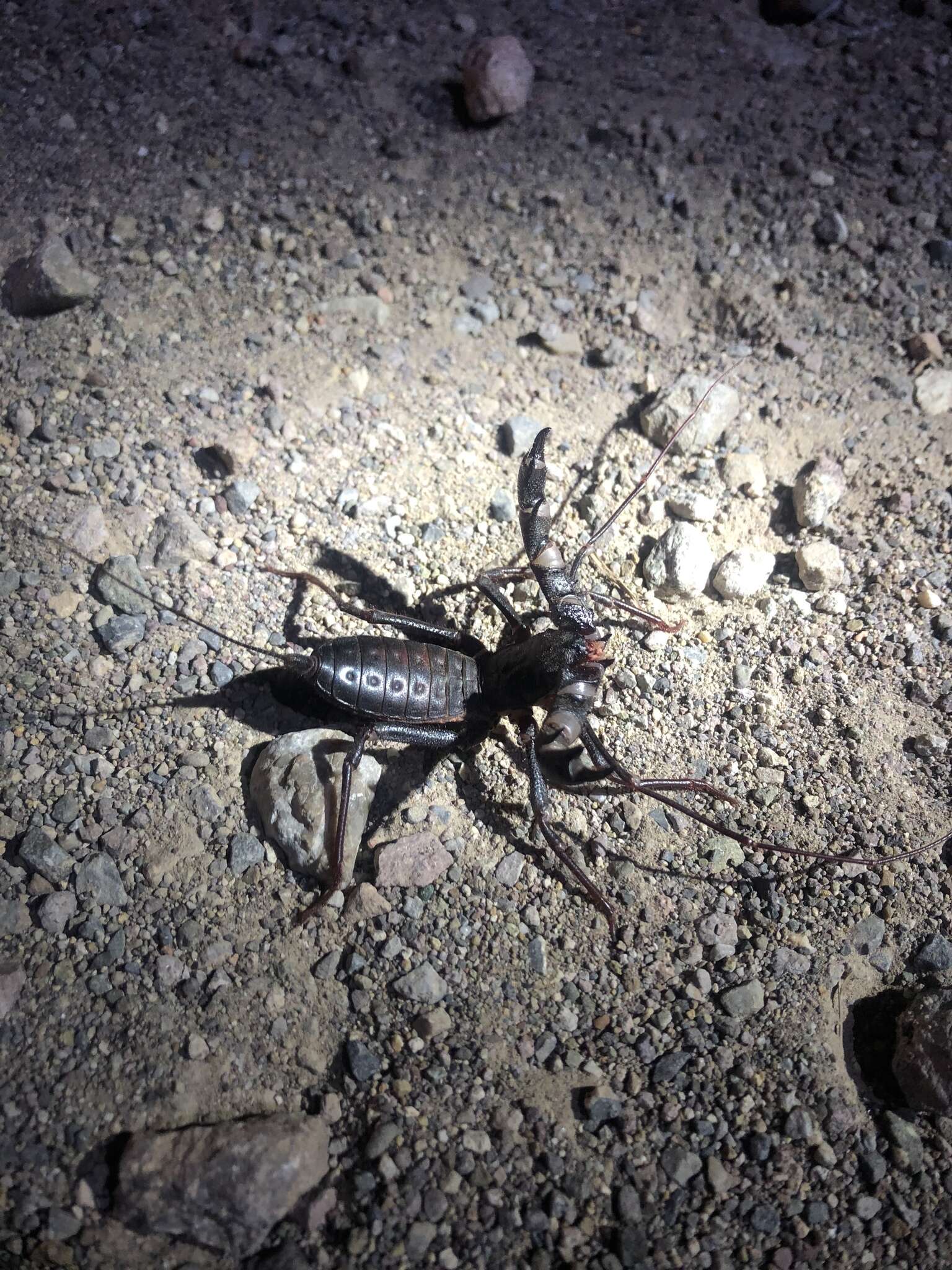 Image of Mastigoproctus tohono Barrales-Alcalá, Francke & Prendini 2018