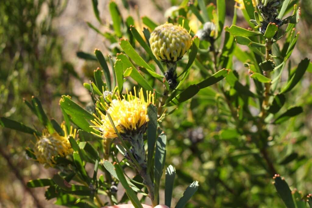 Plancia ëd Leucospermum muirii Phillips