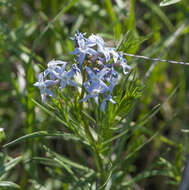 Plancia ëd Amsonia ciliata Walt.