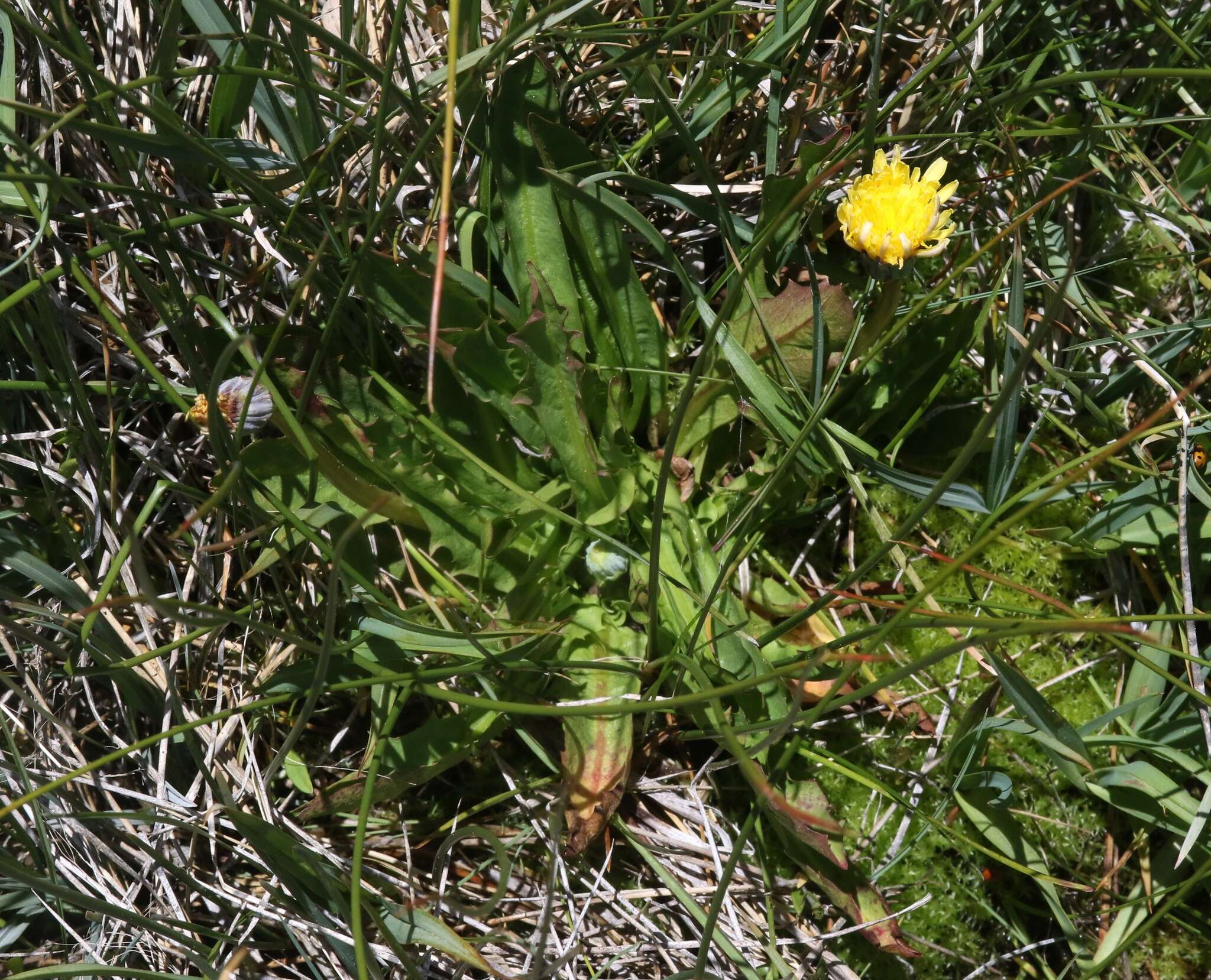 Image of California dandelion