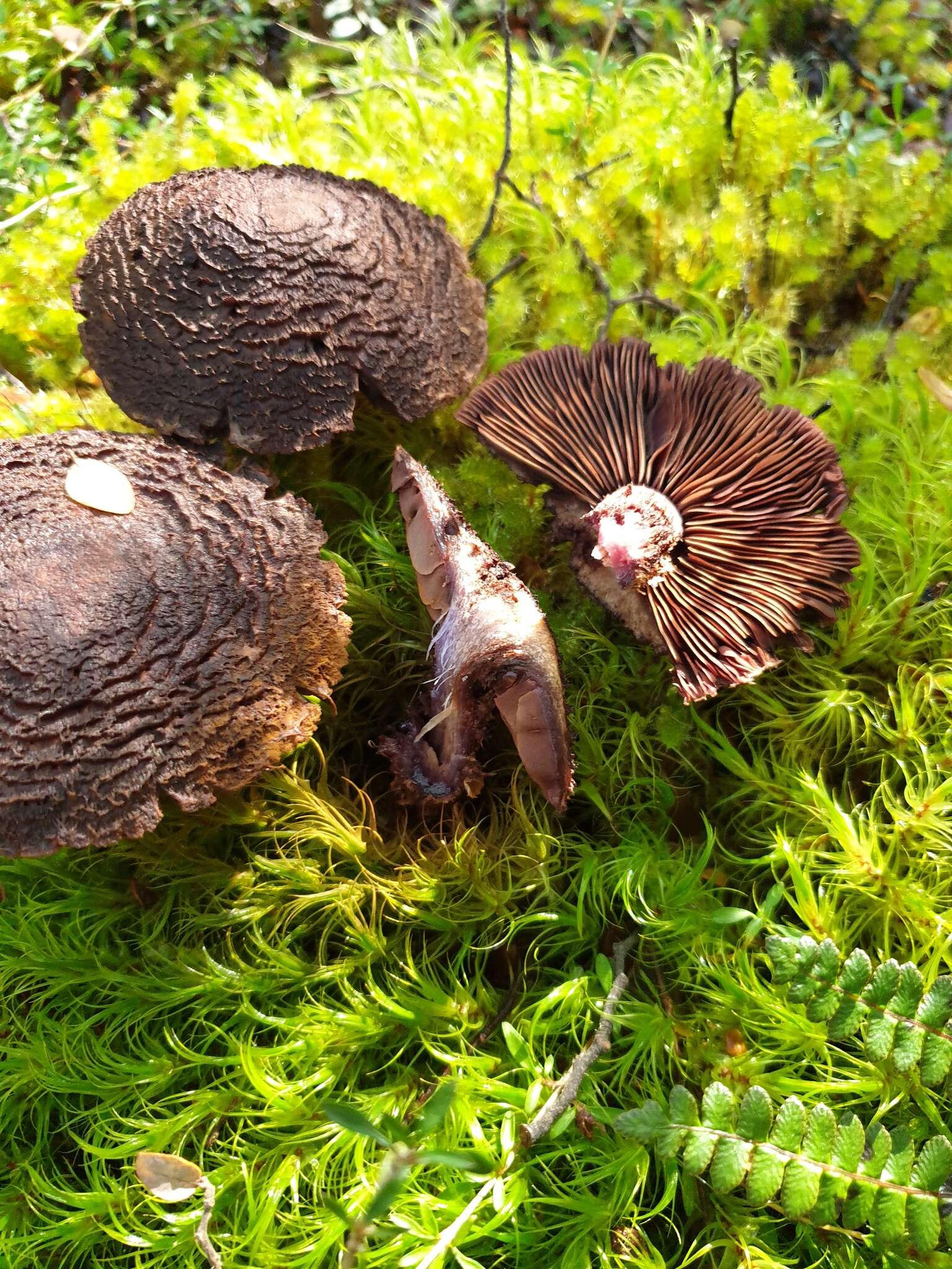 Image of Cortinarius ursus Soop 2001