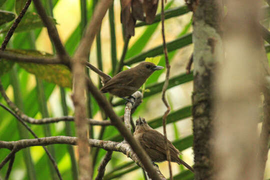 Imagem de Clytorhynchus pachycephaloides pachycephaloides Elliot & DG 1870