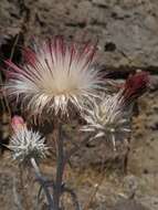 Image of snowy thistle