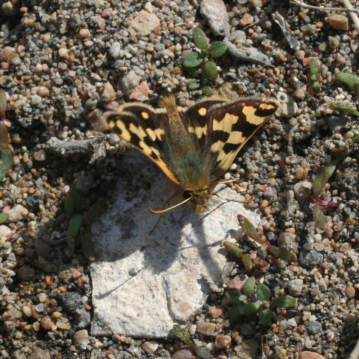 Image of Carterocephalus argyrostigma Eversmann 1851