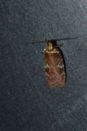 Image of Agonopterix lythrella Walsingham 1889