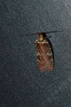 Imagem de Agonopterix lythrella Walsingham 1889