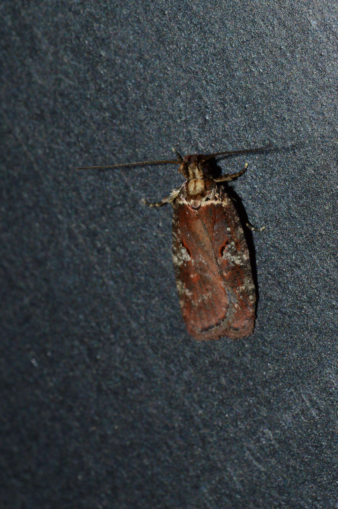 Image of Agonopterix lythrella Walsingham 1889