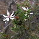 Imagem de Olearia ramosissima (DC.) Benth.