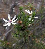 Слика од Olearia ramosissima (DC.) Benth.