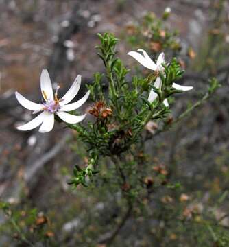 Olearia ramosissima (DC.) Benth. resmi