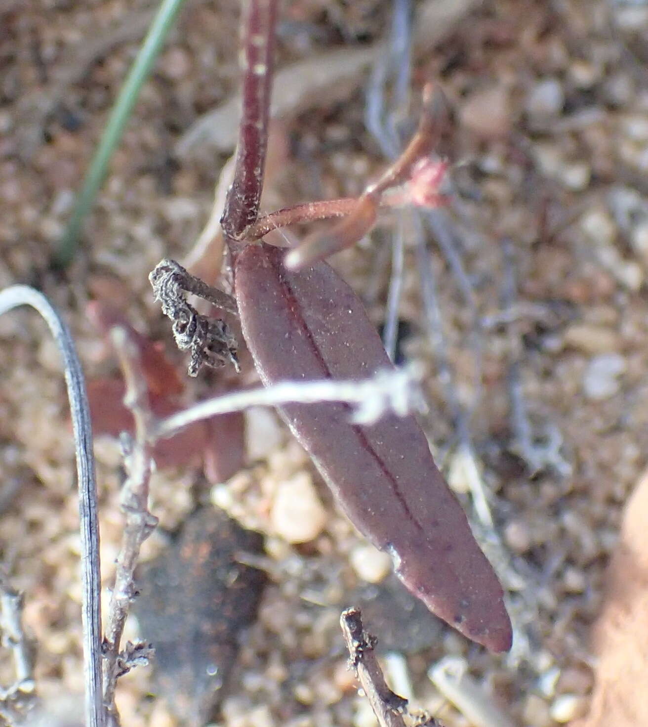 Слика од Nemesia cheiranthus E. Mey. ex Benth.