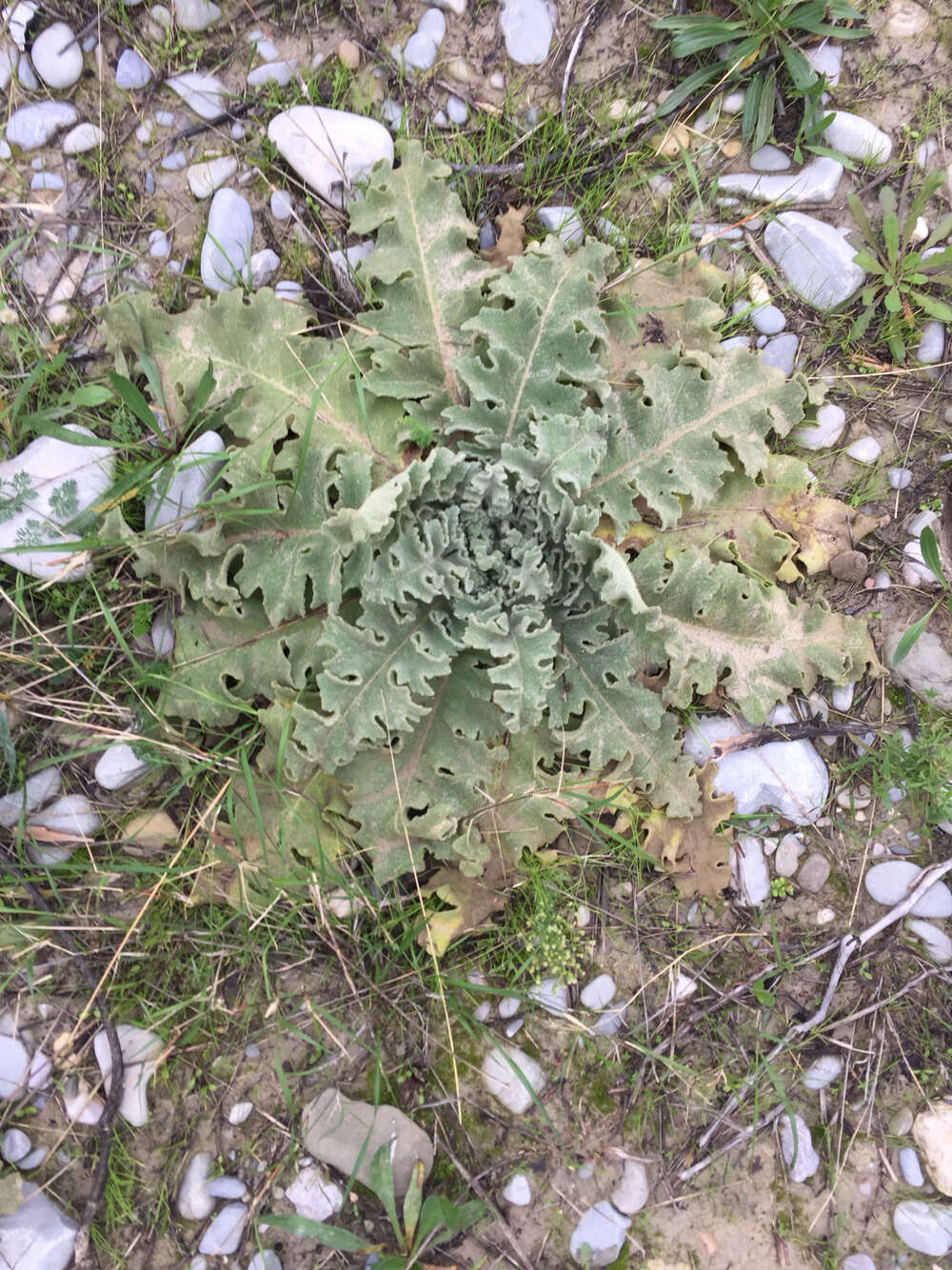 Sivun Verbascum sinuatum L. kuva