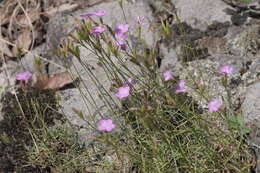 Image of Dianthus graniticus Jordan