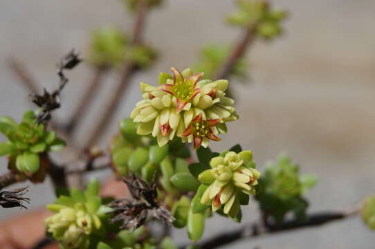 Image of Villadia grandisepala (R. T. Clausen) R. T. Clausen