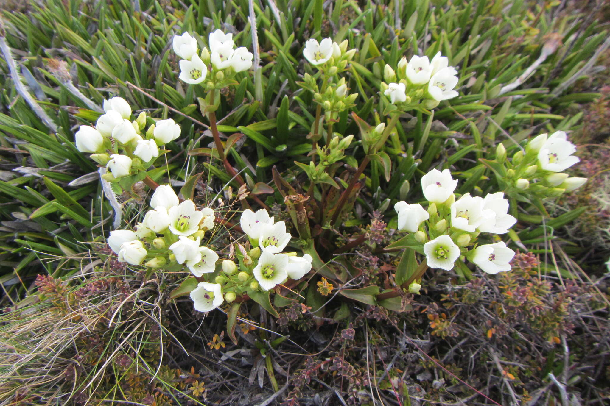 Image of Gentianella patula (Cheesem.) Holub