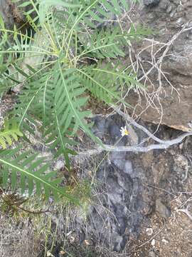 Image of Sonchus canariensis (Sch. Bip.) Boulos