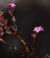 Image of Rotala floribunda (Wight) Koehne