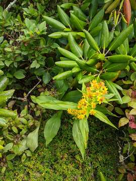 Solidago glomerata Michx. resmi