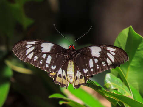 Image de Ornithoptera priamus (Linnaeus 1758)