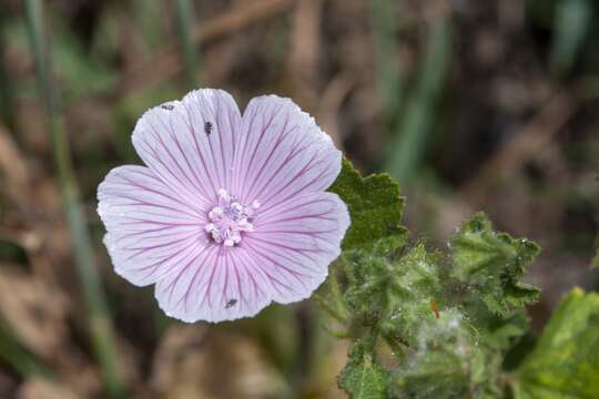 Слика од Malva hispanica L.