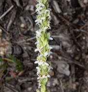 Platanthera yadonii (Rand. Morgan & Ackerman) R. M. Bateman resmi