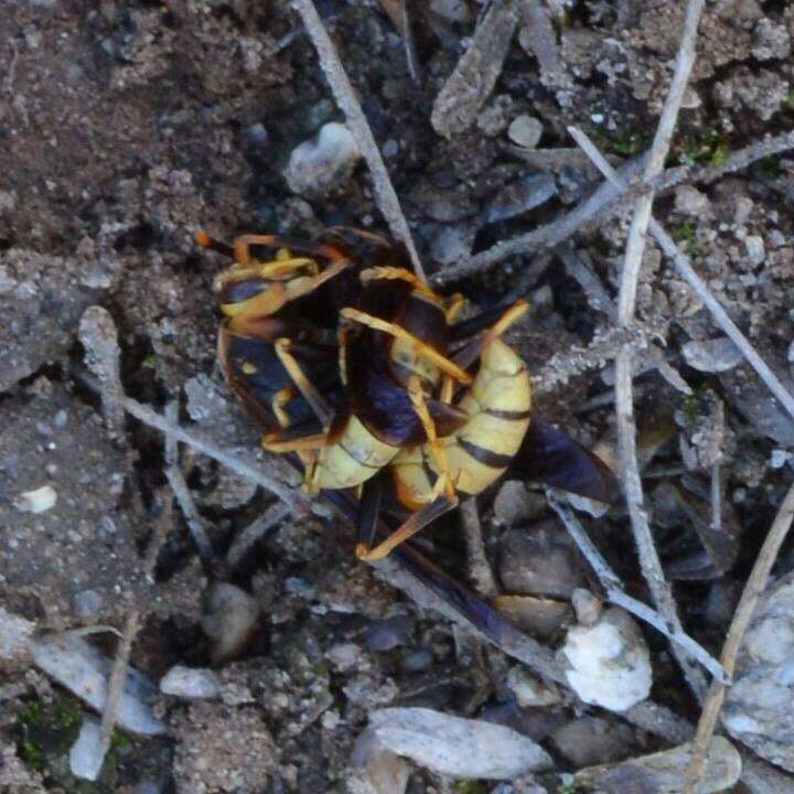 Image of Polistes comanchus navajoe Cresson 1868