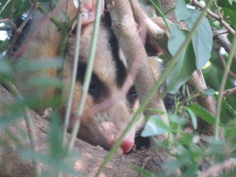 Image of White-eared Opossum