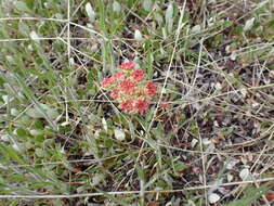 صورة Eriogonum umbellatum var. majus Hooker