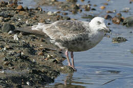 Image of Slaty-backed Gull