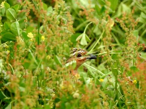 Image of Stubble Quail