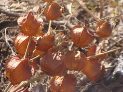 Plancia ëd Physalis nicandroides Schltdl.