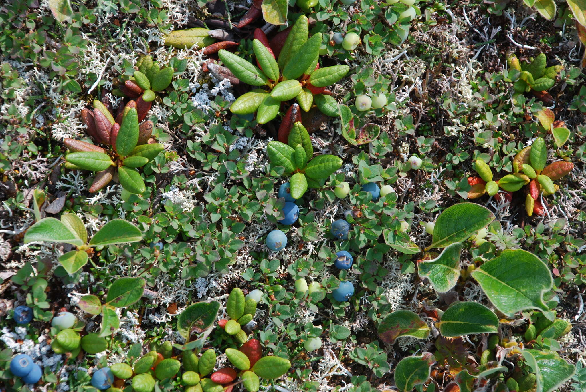 Image of Vaccinium uliginosum subsp. vulcanorum (Kom.) Alsos & Elven