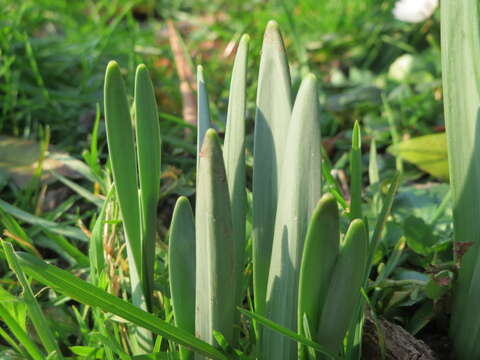 Image of daffodil