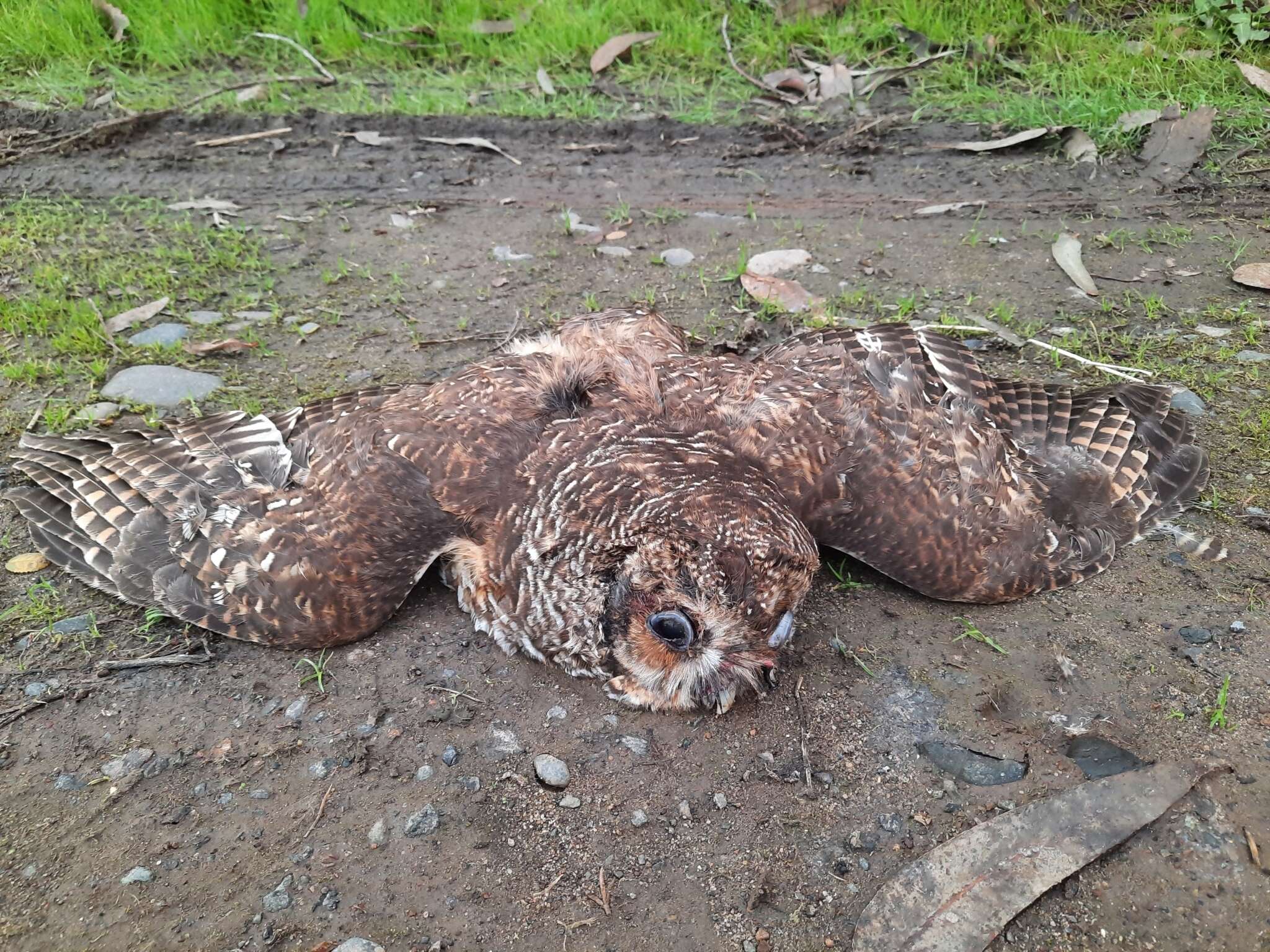 Image of Rufous-legged Owl