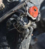 Image of Phidippus zethus Edwards 2004