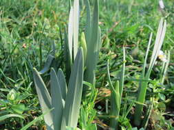 Image of daffodil