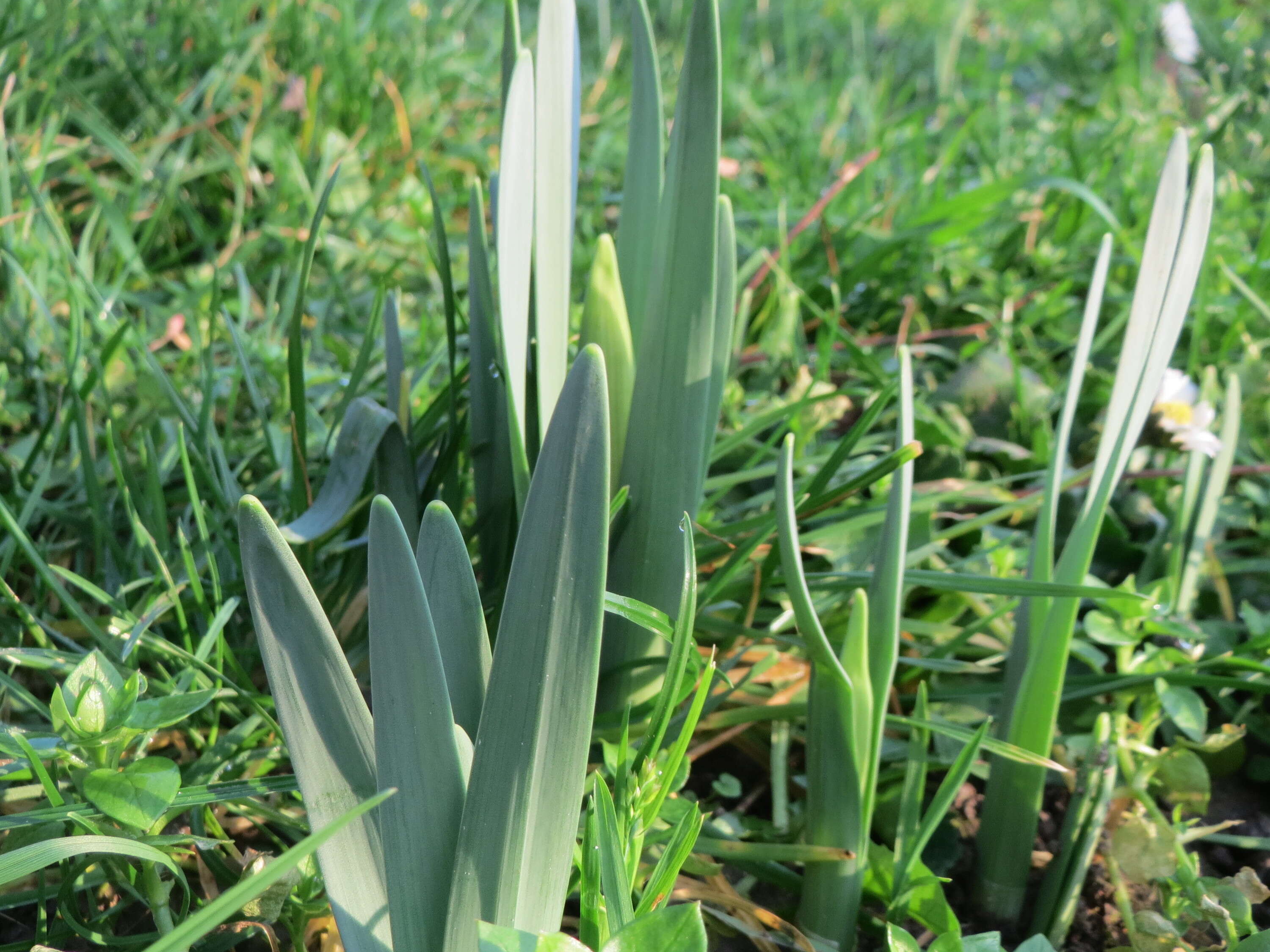 Image of daffodil