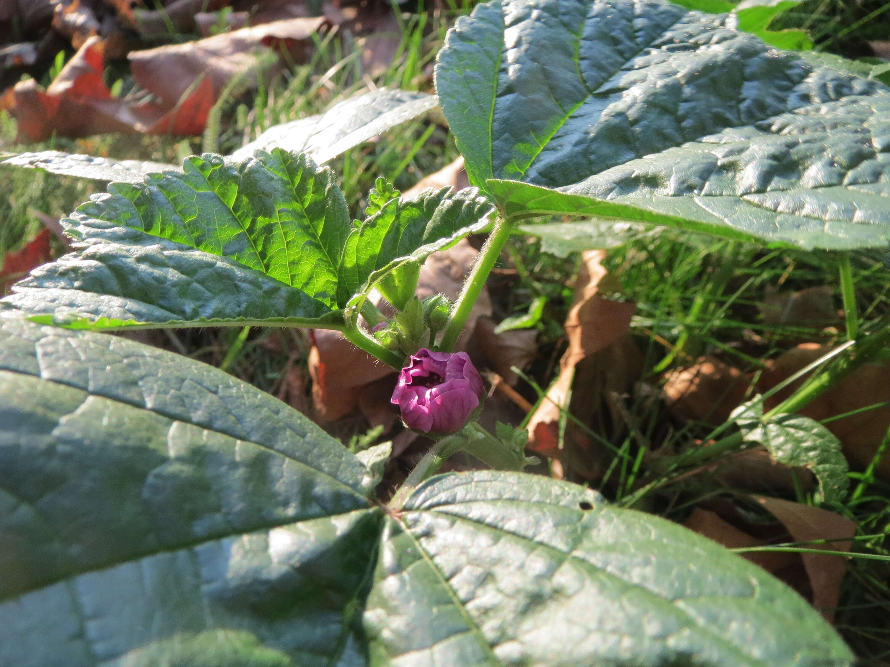 Image of high mallow