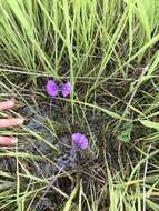 Image of Utricularia beaugleholei R. J. Gassin